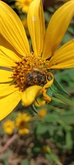 Tithonia