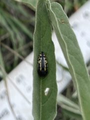 Acmaeodera scalaris