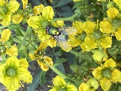 Calliphoridae