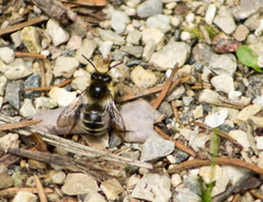Anthophora terminalis