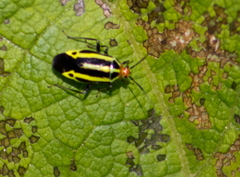 Poecilocapsus lineatus