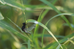 Erythrodiplax basifusca