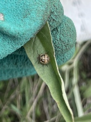 Thyanta custator accerra