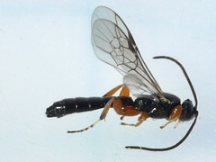 Metopiinae