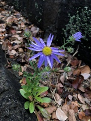 Aster hispidus
