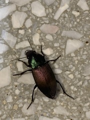 Neoaulacoryssus speciosus