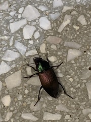 Neoaulacoryssus speciosus