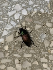 Neoaulacoryssus speciosus