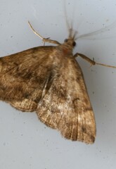 Phalaenostola eumelusalis