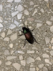 Neoaulacoryssus speciosus
