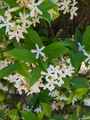 Trachelospermum