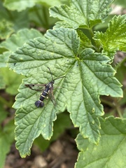 Synanthedon tipuliformis