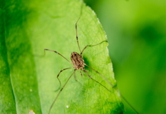 Hadrobunus maculosus