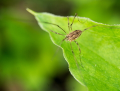 Hadrobunus maculosus