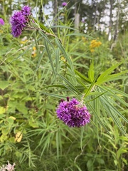 Vernonia fasciculata