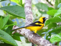 Icterus mesomelas