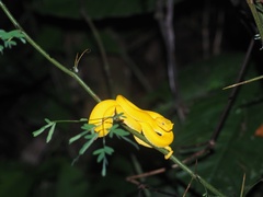 Bothriechis schlegelii