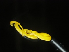 Bothriechis schlegelii