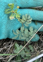 Desmanthus acuminatus