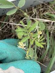 Desmanthus acuminatus
