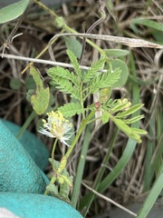 Desmanthus acuminatus