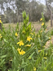 Goodenia amplexans
