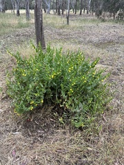 Goodenia amplexans