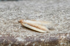 Donacaula albicostellus