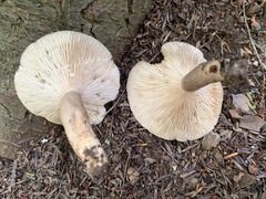 Lactarius mucidus