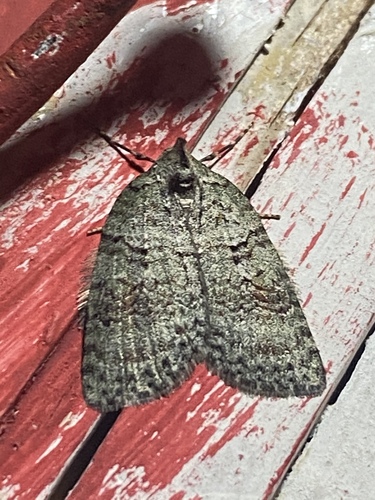 Isosauris