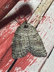 Isosauris cymatophora