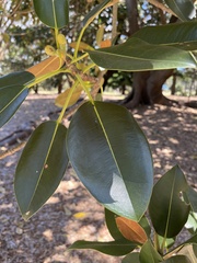 Ficus macrophylla