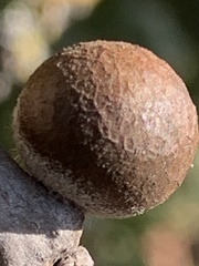 Burnettweldia washingtonensis