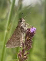 Lerodea eufala concepcionis