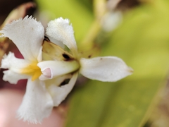 Epidendrum blepharistes