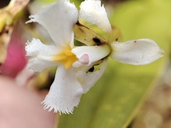 Epidendrum blepharistes