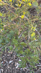 Ceanothus thyrsiflorus