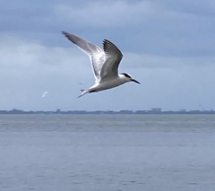 Thalasseus sandvicensis