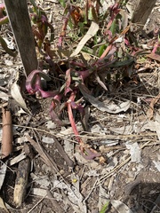 Carpobrotus modestus