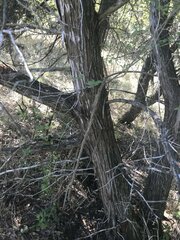 Juglans major