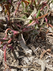 Carpobrotus modestus