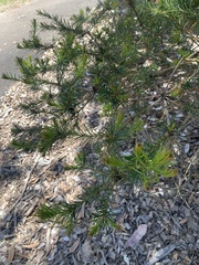 Banksia spinulosa