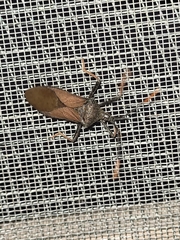 Acanthocephala thomasi