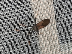 Acanthocephala thomasi