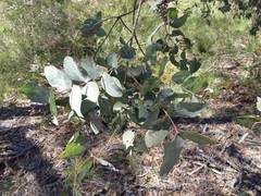 Eucalyptus cinerea