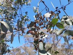 Eucalyptus cinerea