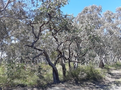 Eucalyptus cinerea