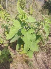 Montanoa