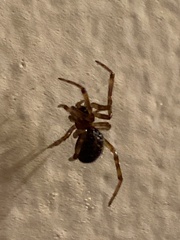 Steatoda