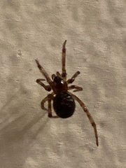 Steatoda